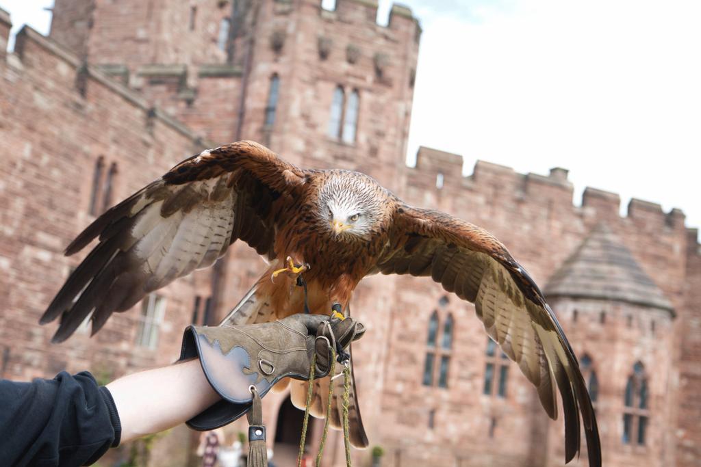 טרפורלי Peckforton Castle מראה חיצוני תמונה